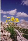 Papaver alpinum